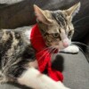 8 Crochet Scarf For Cat Free Patterns