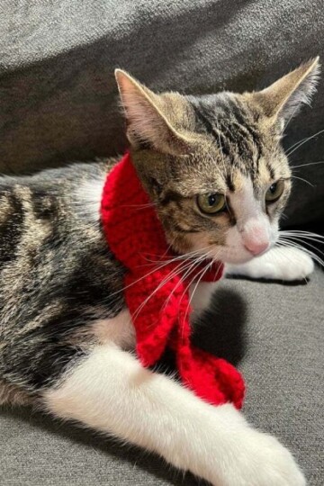 8 Crochet Scarf For Cat Free Patterns