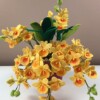 9 Crochet Flowering Orchids Free Patterns