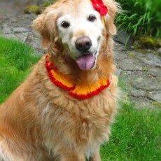 14 Crochet Dog Accessories Free Patterns