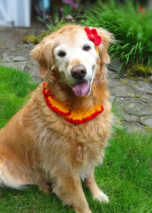 Dog Collar Headband