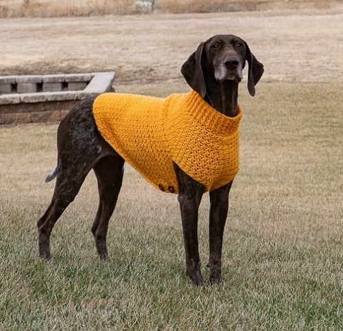 Dandy Dog Sweater