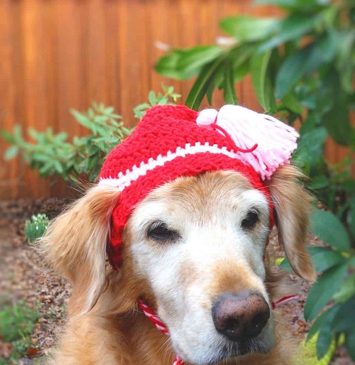 Crochet Dog Hat