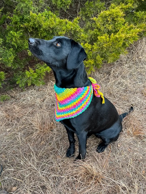Dog Bandana