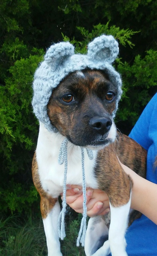 Dog Bear Cowl