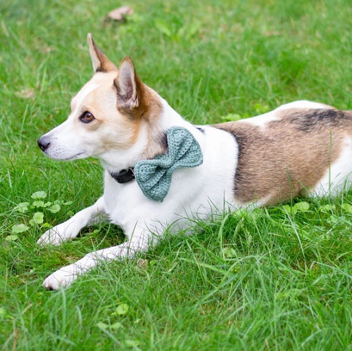 Wow Dog Bow