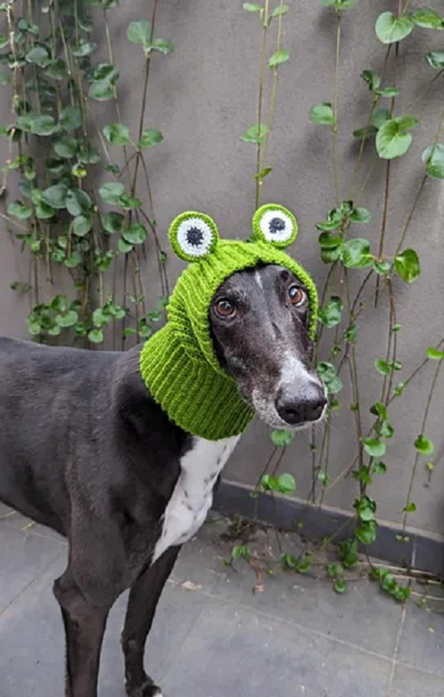 Frog Greyhound Snood